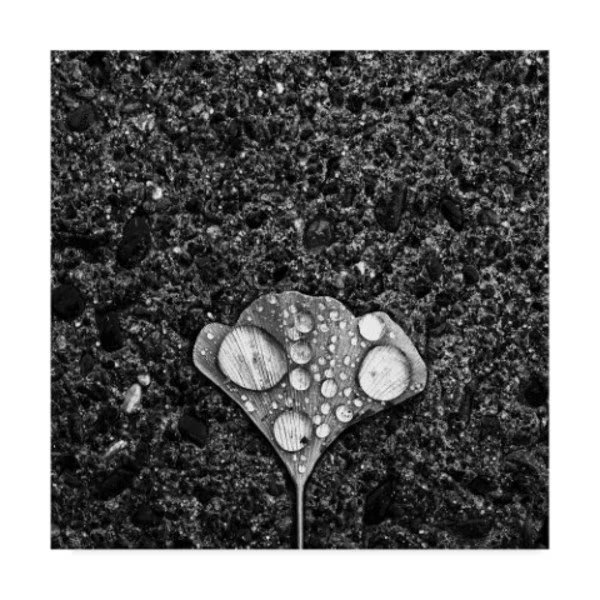 Jian Wang 'Dew' Canvas Art, 24x24, Trademark Fine Art, Mfr#: 1X06386-C2424GG